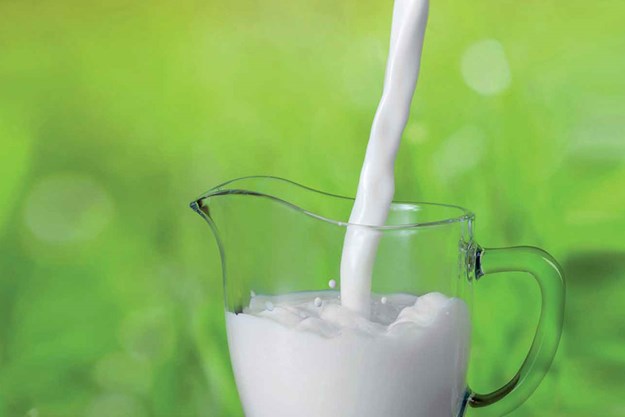 奶牛-poring牛奶-Danfos